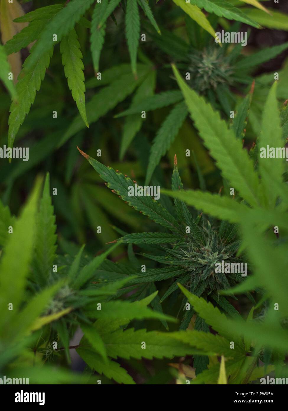 Primer plano de marihuana tipo gorila. Foto de stock