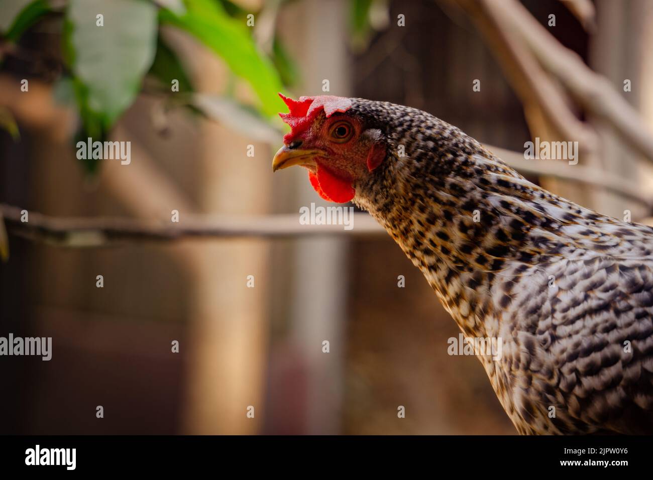 Un pollo grande mirando hacia arriba. Imagen de cerca de un pollo grande. Estos polluelos se encuentran en las aldeas y colinas de Bangladesh. Foto de stock
