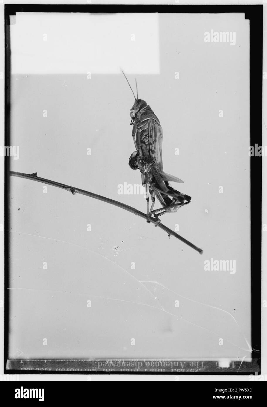 La terrible plaga de langostas en Palestina, de marzo a junio de 1915. Las antenas desconectado Foto de stock