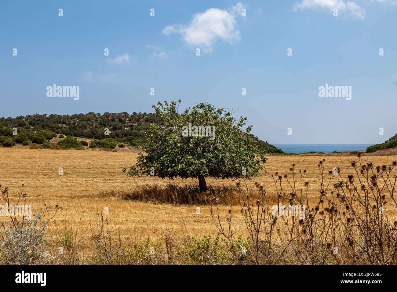 Una vista a lo largo de la península de Karpass en el norte de Chipre, con el océano en la distancia detrás Foto de stock