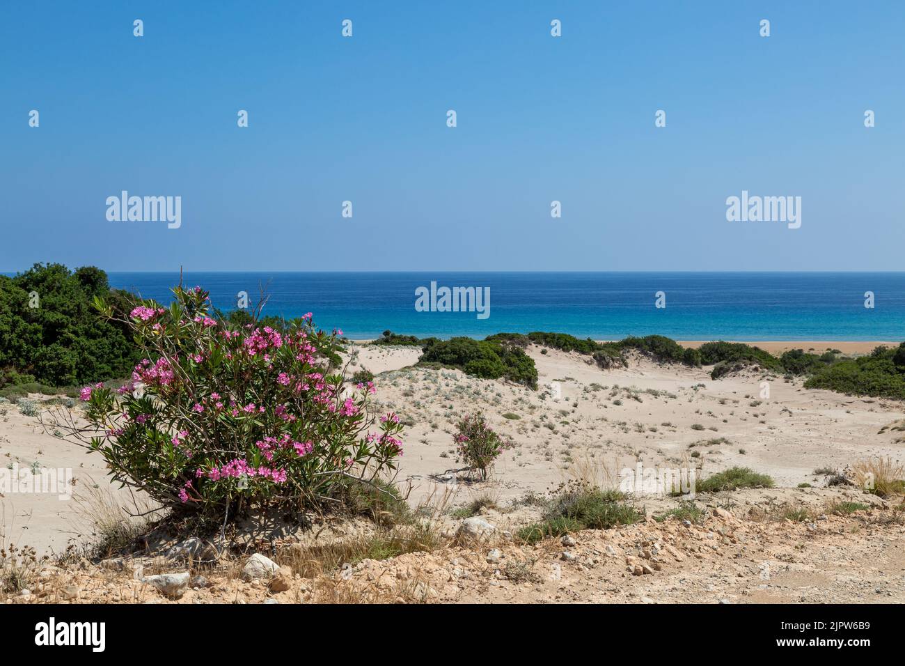Un arbusto de adelfa rosa que crece en las dunas de arena, en la playa dorada a lo largo de la península de Karpass en la isla de Chipre Foto de stock