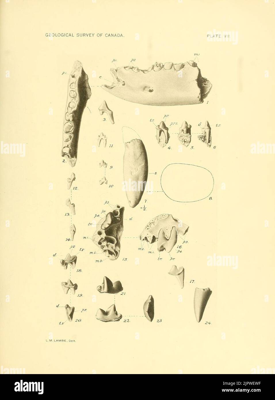 Oligoceno fotografías e imágenes de alta resolución - Página 4 - Alamy