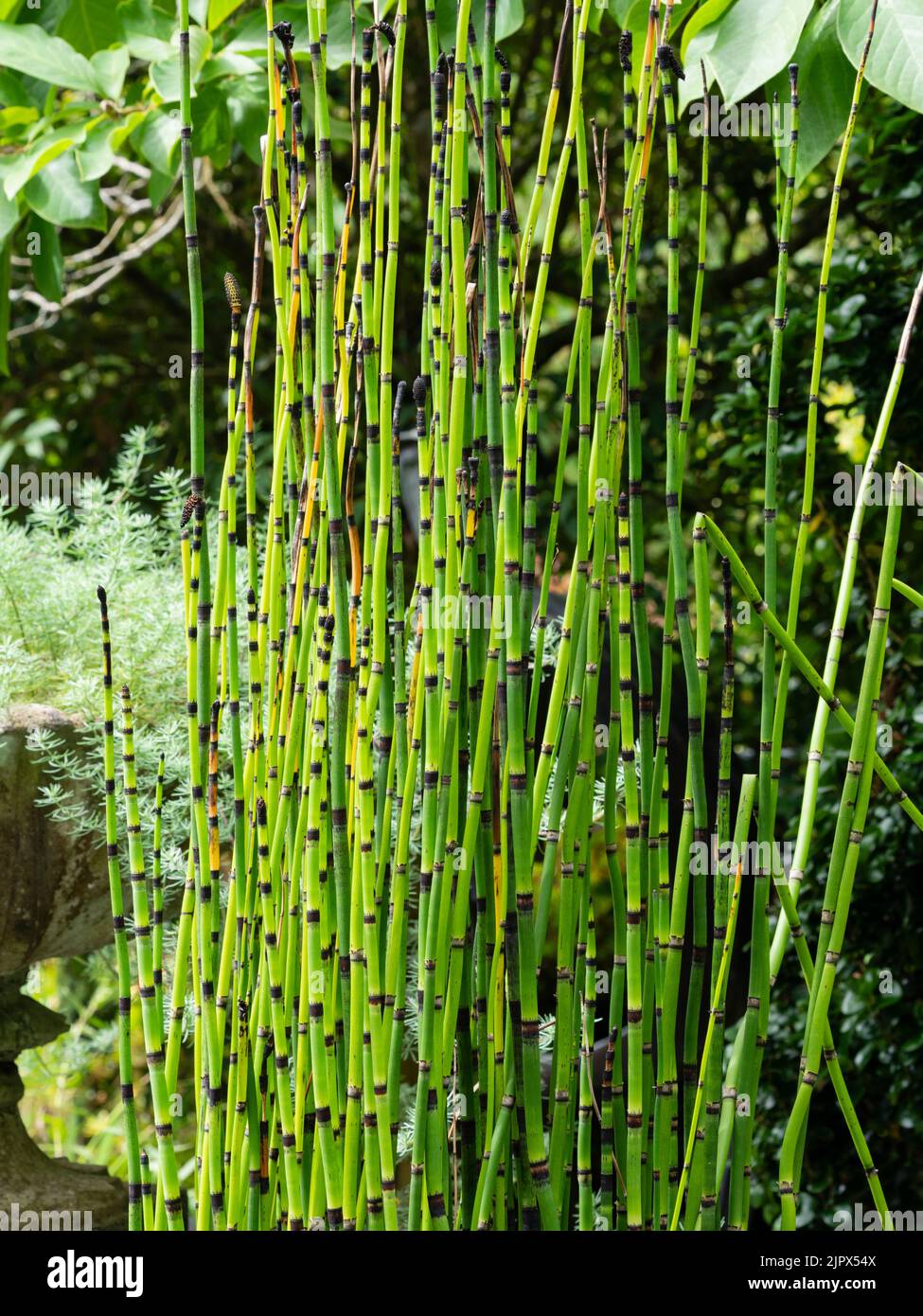 Tallos erguidos de la fiebre marginal invasora de la flagelación acuática, Equisetum hyemale Foto de stock