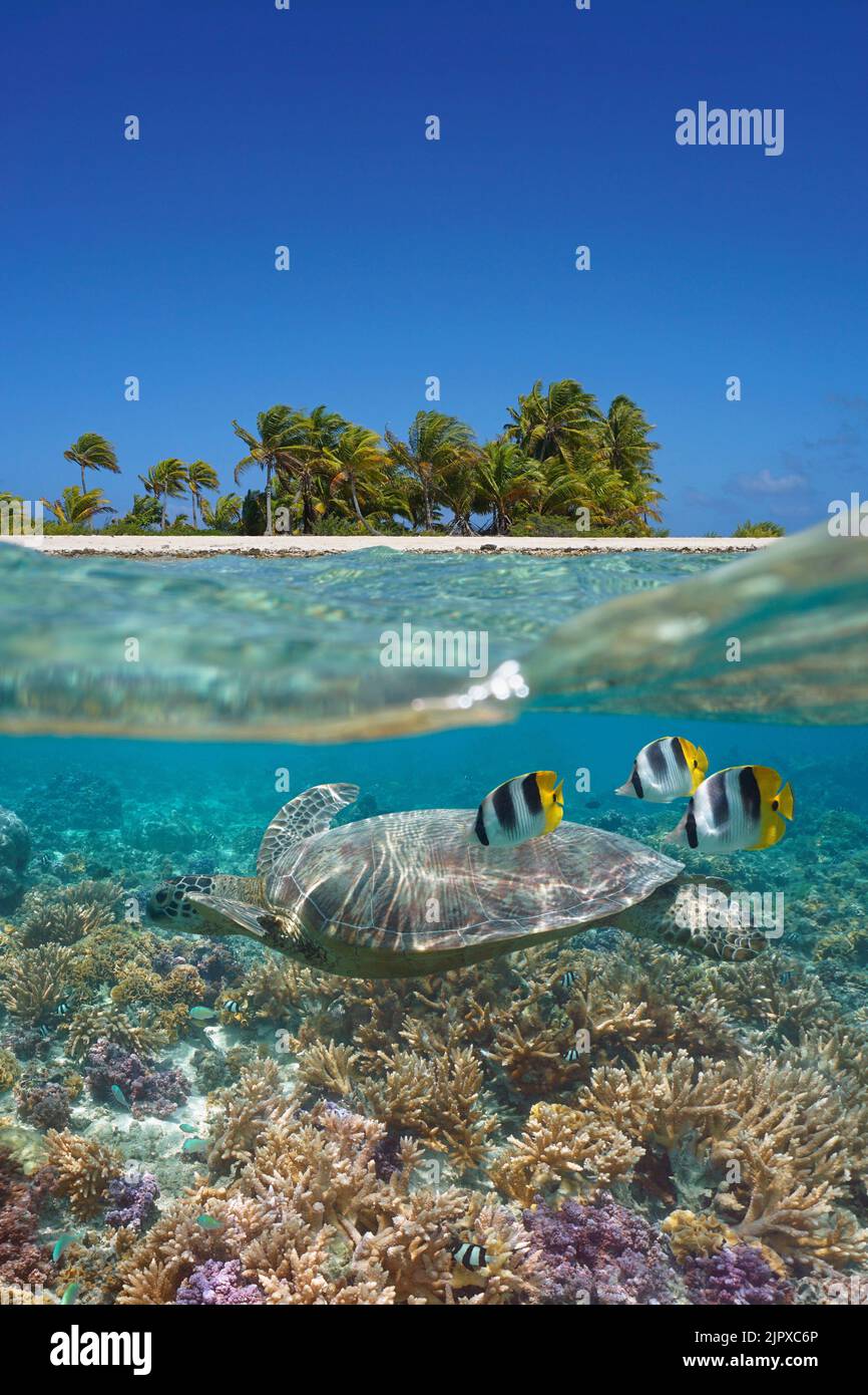 La costa de la isla tropical y las tortugas marinas con peces submarinos en un arrecife de coral, el océano Pacífico Sur, vista de nivel dividido sobre y debajo de la superficie del agua Foto de stock