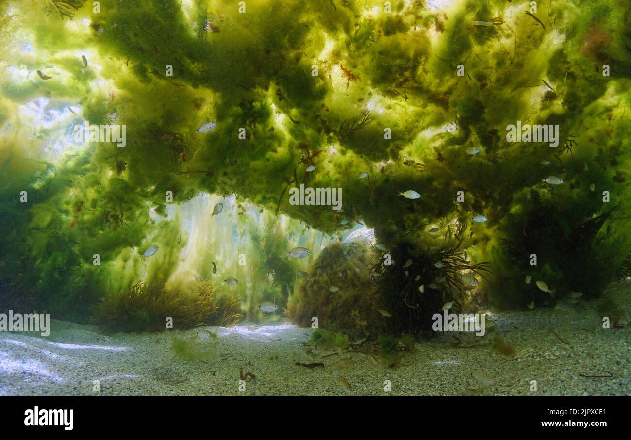 Bajo el agua El crecimiento de algas filamentosas con peces pequeños en el océano Atlántico, España Foto de stock
