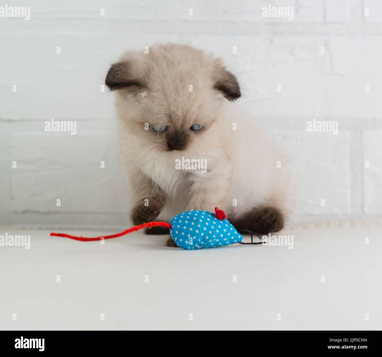 El color del punto del gatito de ojos azules juega con un ratón de juguete de trapo. Enfoque selectivo Foto de stock