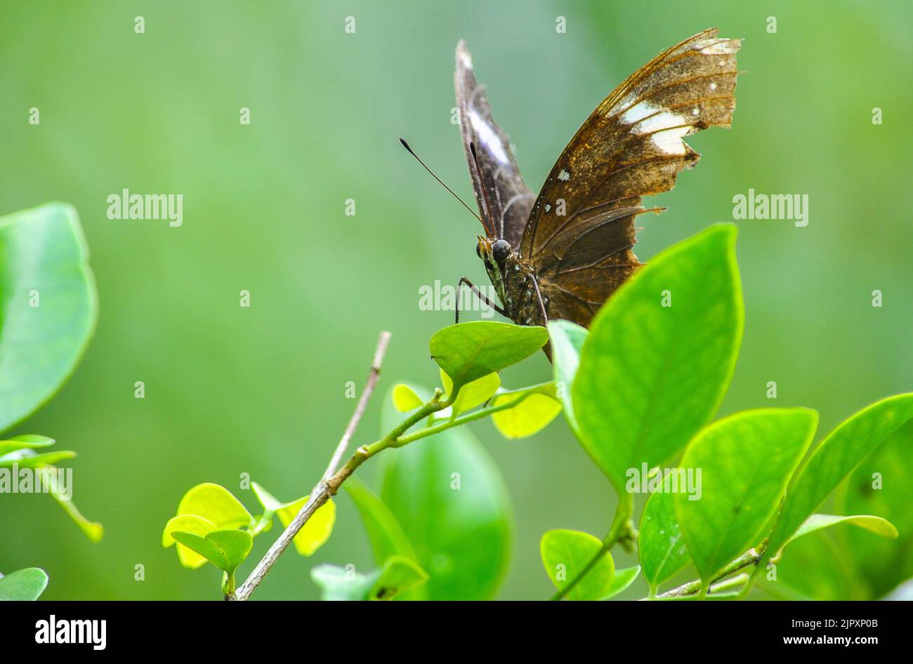 mariposa con alas rotas descansando sobre las hojas hasta que vuela al siguiente destino Foto de stock