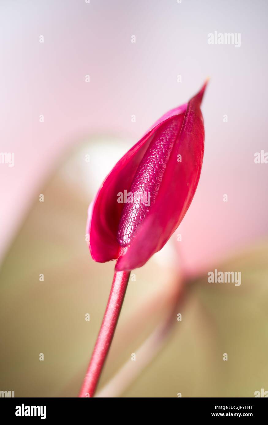 flor de anturio de color rojo oscuro, también conocida como flor de cola, flamenco y laceleaf, flor en forma de lágrima tomada en una profundidad de campo poco profunda, fondo borroso Foto de stock