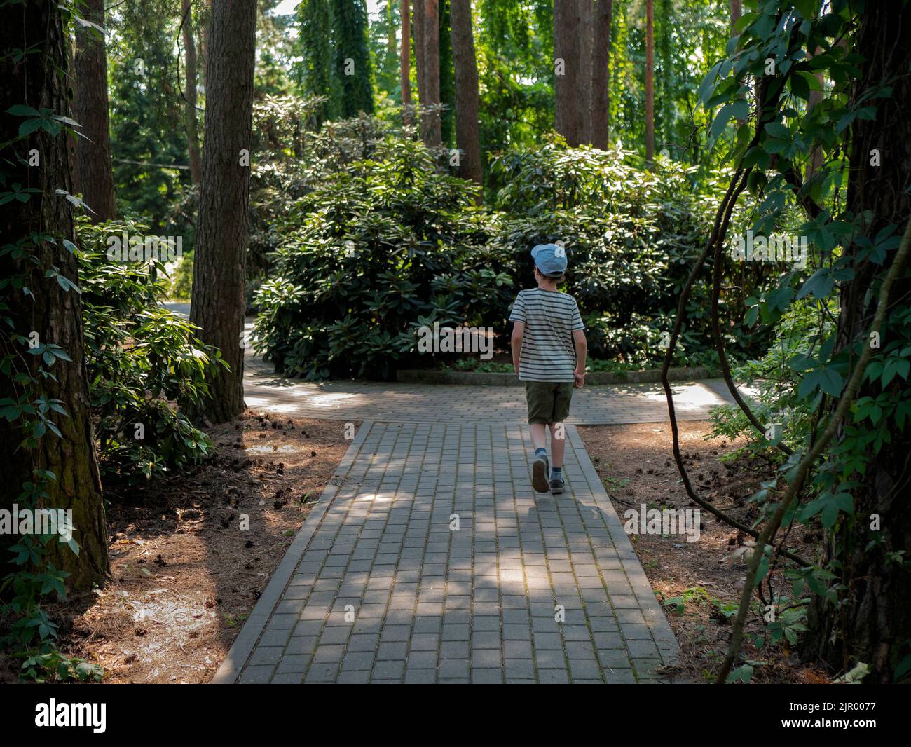 Niño está caminando entre las sombras de los árboles en el jardín botánico, enfoque selectivo. Joven amante de la naturaleza Foto de stock