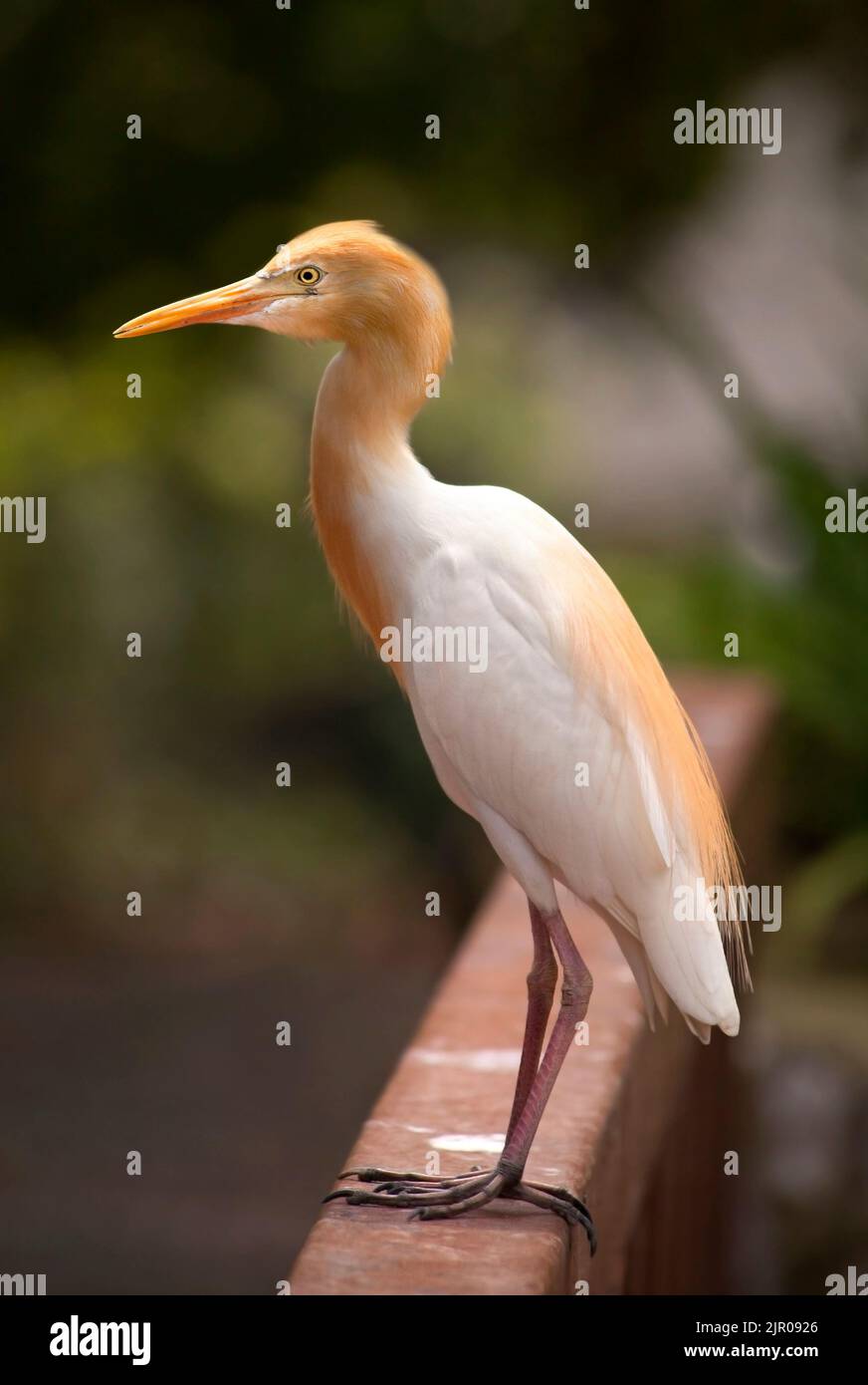 Egret ganadera (Bubulcus ibis) Foto de stock