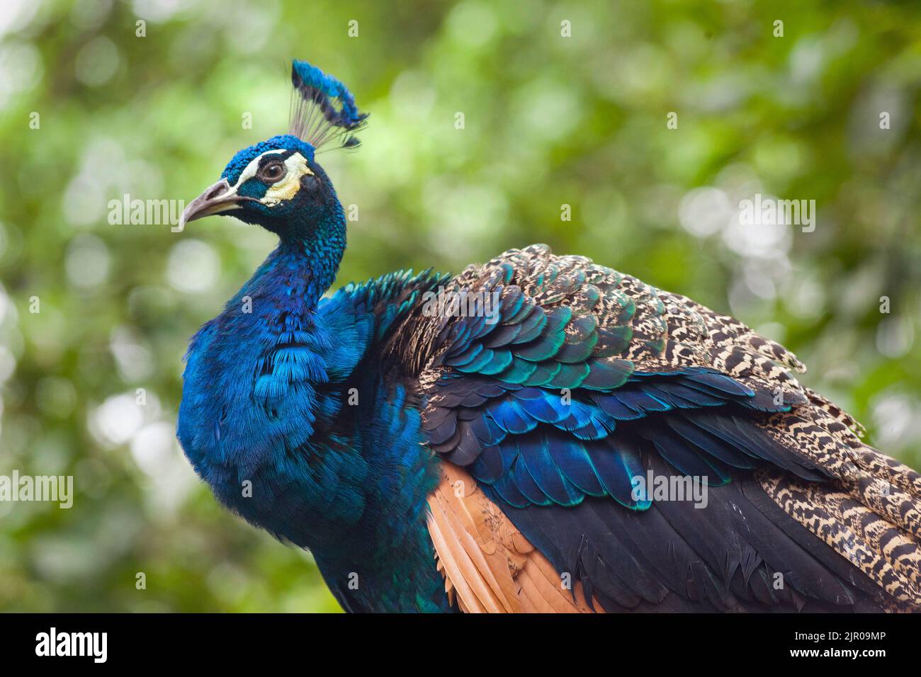 Peafowl indio, pavo cristatus, hombre, cabeza y cuello mostrando plumaje iridiscente de plumas Foto de stock