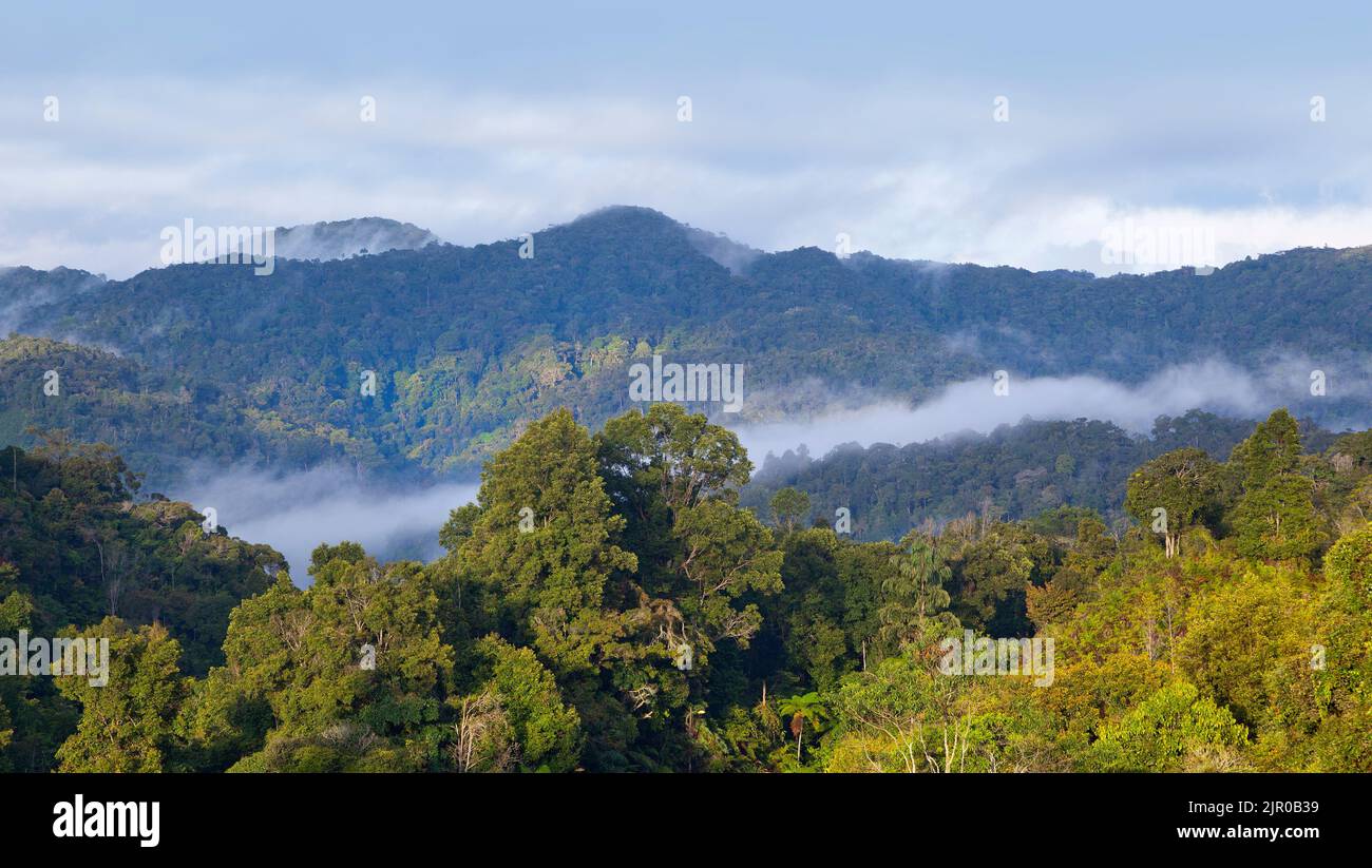 Panorama de selva tropical de las tierras altas, tierras altas de Cameron, Malasia Foto de stock
