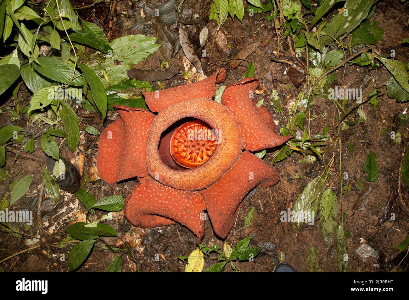 Rafflesia kerri flor, Cameron Highlands, Malasia Foto de stock