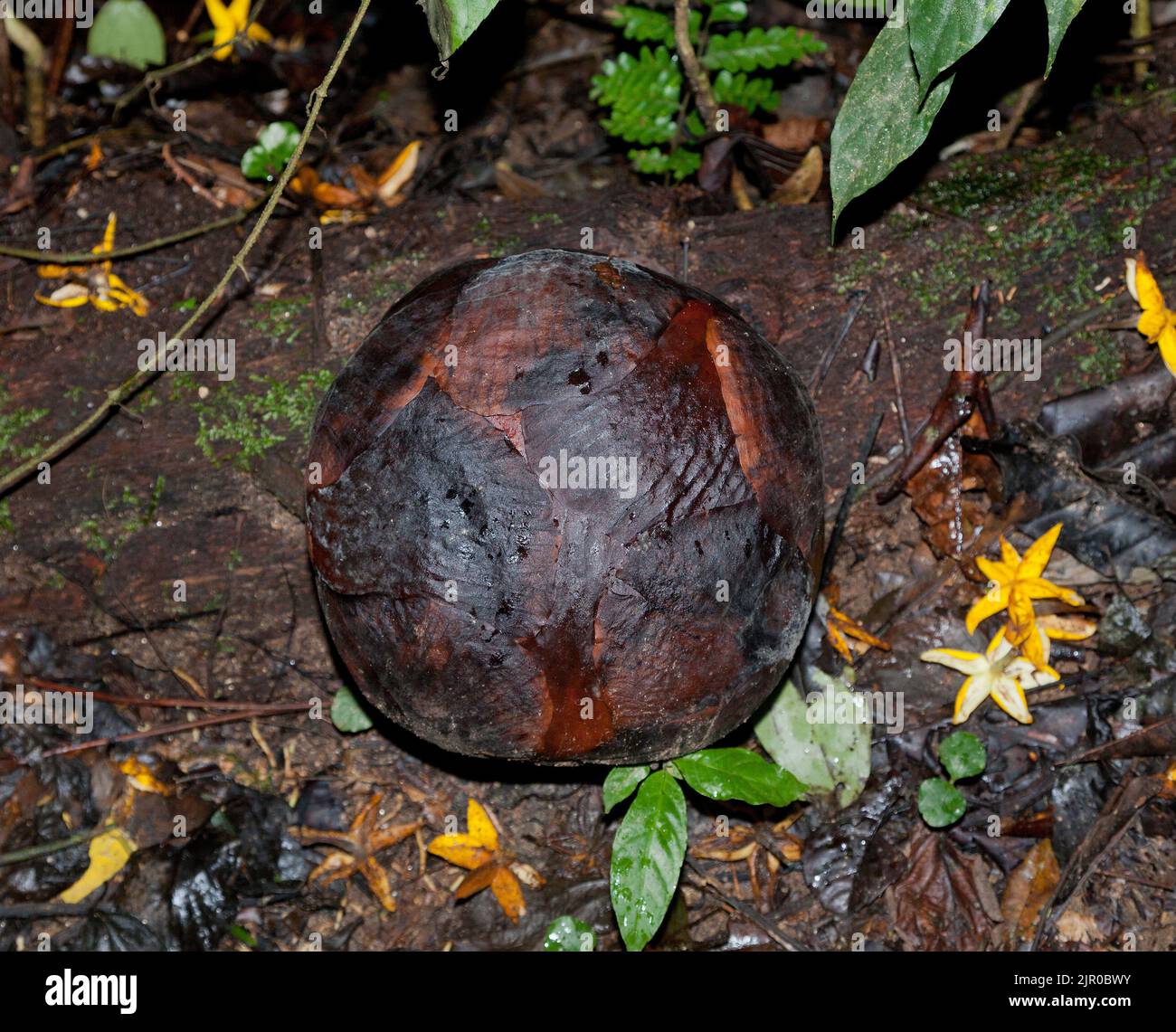 Rafflesia brotes en el suelo del bosque, Rafflesia kerri, Cameron Highlands, Malasia Foto de stock