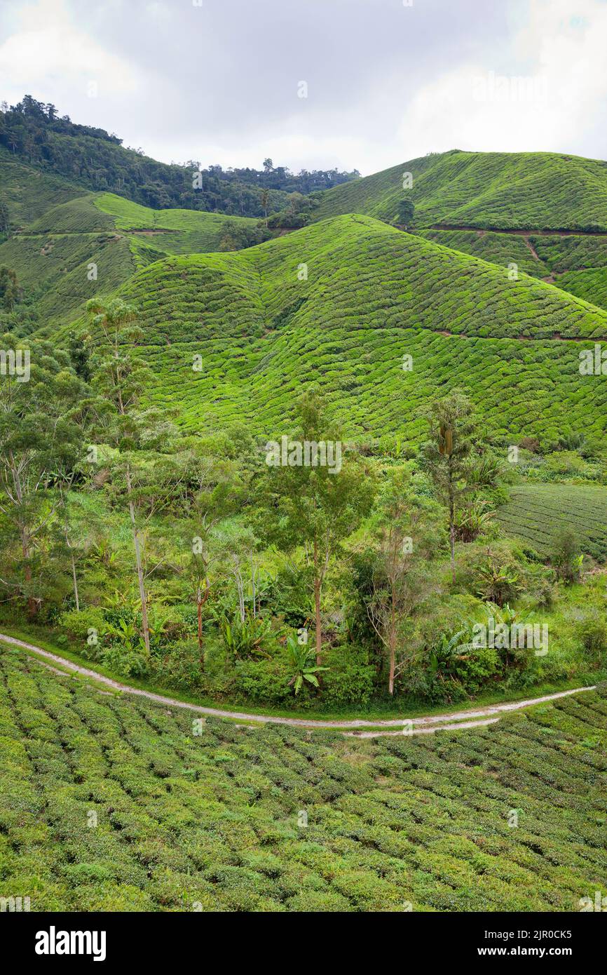 Cameron Highlands Plantación de té Boh, Malasia. Foto de stock