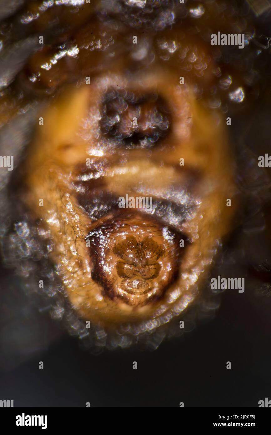 Spinnerets de araña, vista ventral del abdomen Foto de stock