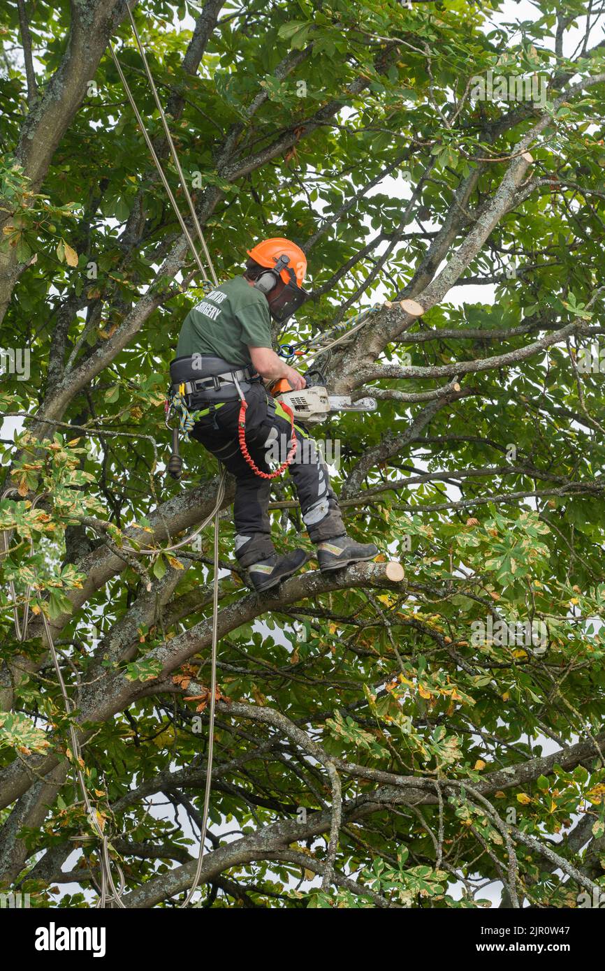 Un cirujano Jon Curtis árbol arriba en un árbol sicómoro colgando de cuerdas y un arnés de cuerpo, cortando ramas con una motosierra. Basingstoke, Inglaterra Foto de stock