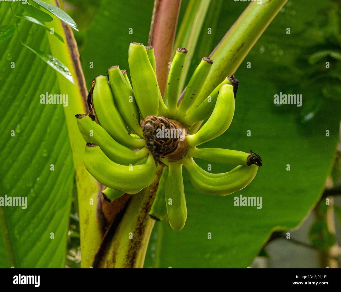 El Abacá (Musa textilis), también llamado cáñamo de Manila, cáñamo de plátano o cáñamo de Musa, se utiliza como una planta de fibra. Por ejemplo, para la producción de agua de mar-res Foto de stock