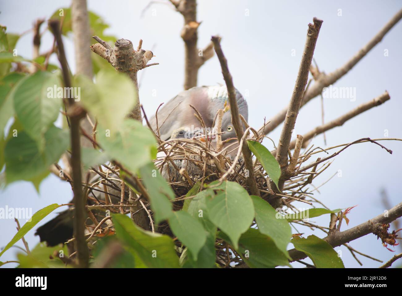 Nido de paloma fotografías e imágenes de alta resolución - Página 2 - Alamy