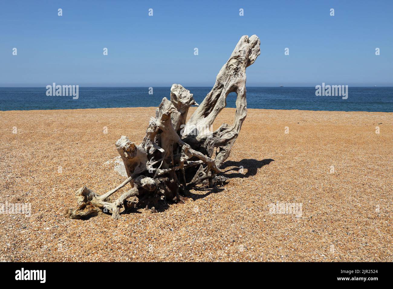 Gran pedazo de madera de raíz de árbol Una playa desierta, Capbreton, Landas, sur-oeste, Francia Foto de stock