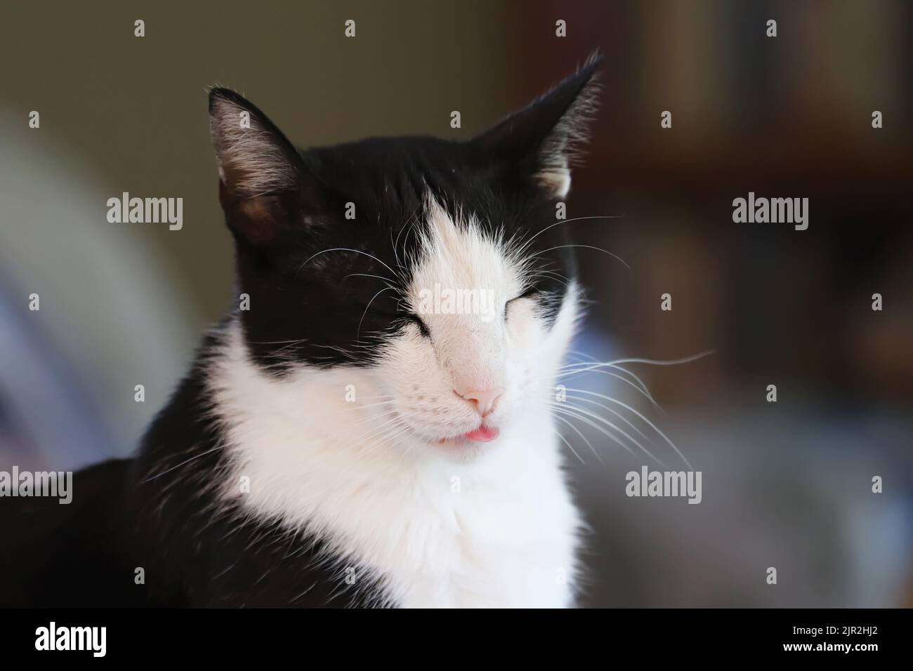 Un gato de esmoquin doméstico de shorthair blanco y negro saca su lengua mientras sonaba Foto de stock