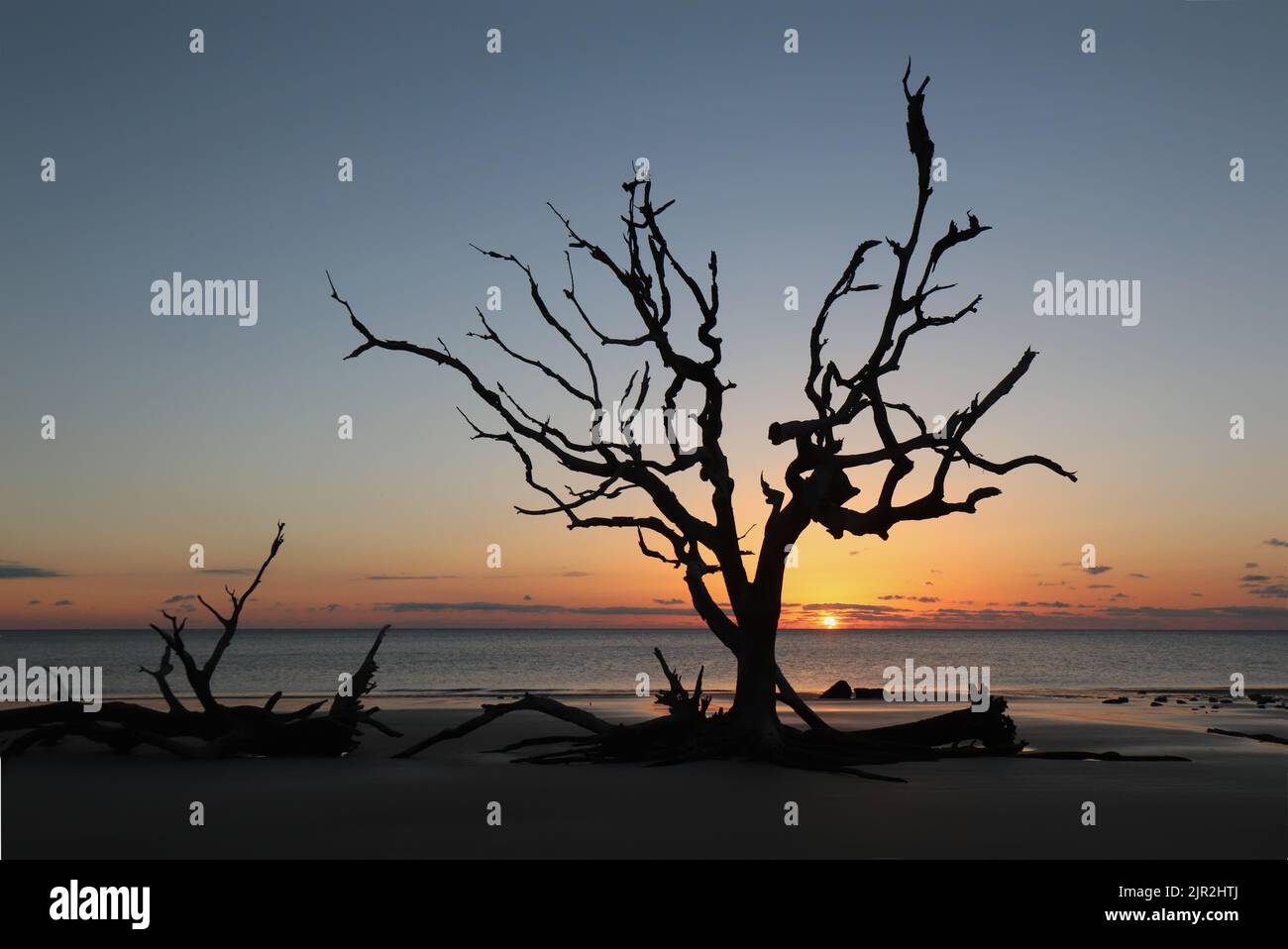 Silueta de un árbol muerto al amanecer en la playa Driftwood en el extremo norte de la isla Jekyll, Georgia Foto de stock