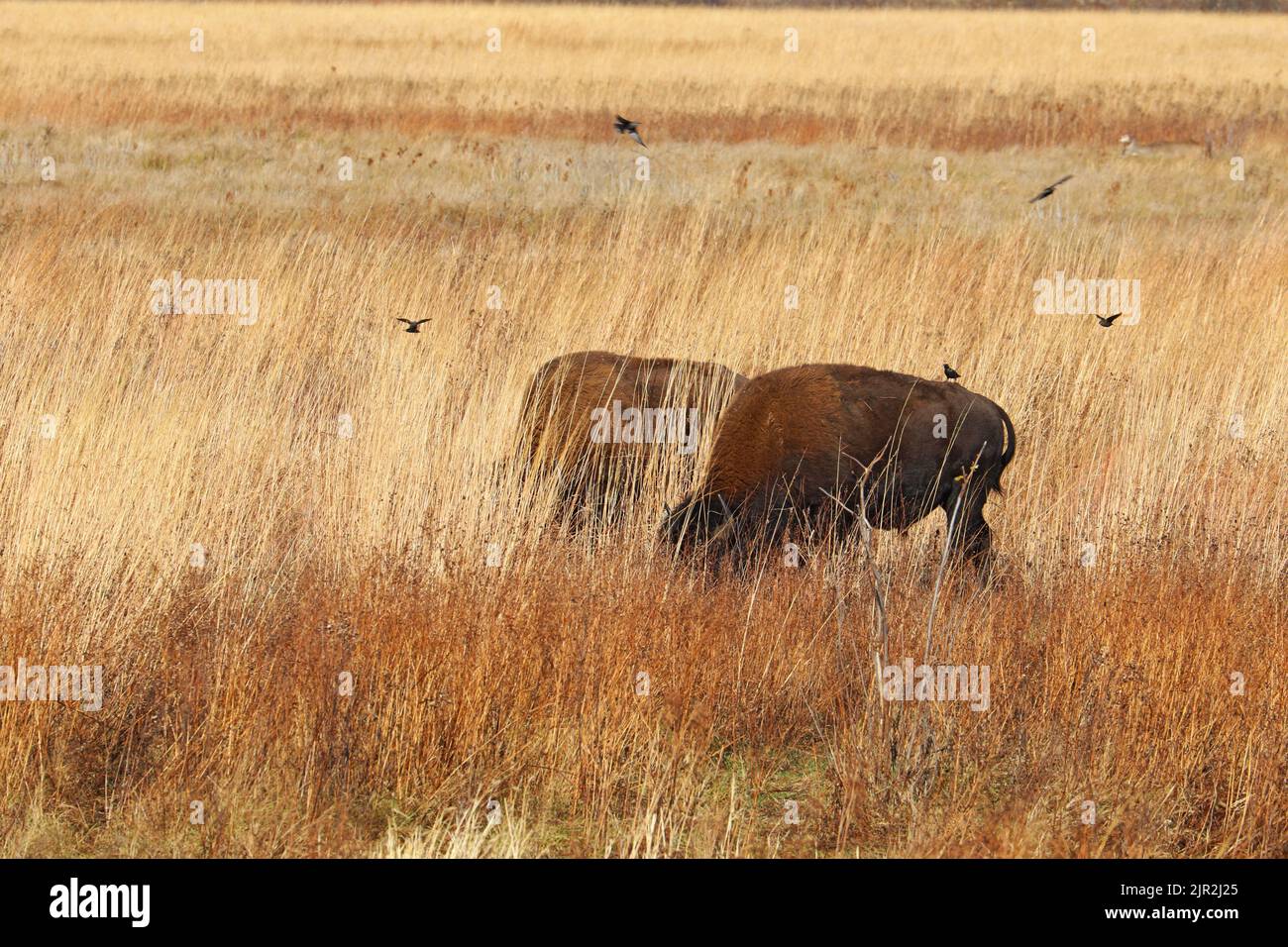 Dos bisontes americanos y starlings en la reserva Kankakee Sands cerca de Marruecos en el noroeste de Indiana Foto de stock
