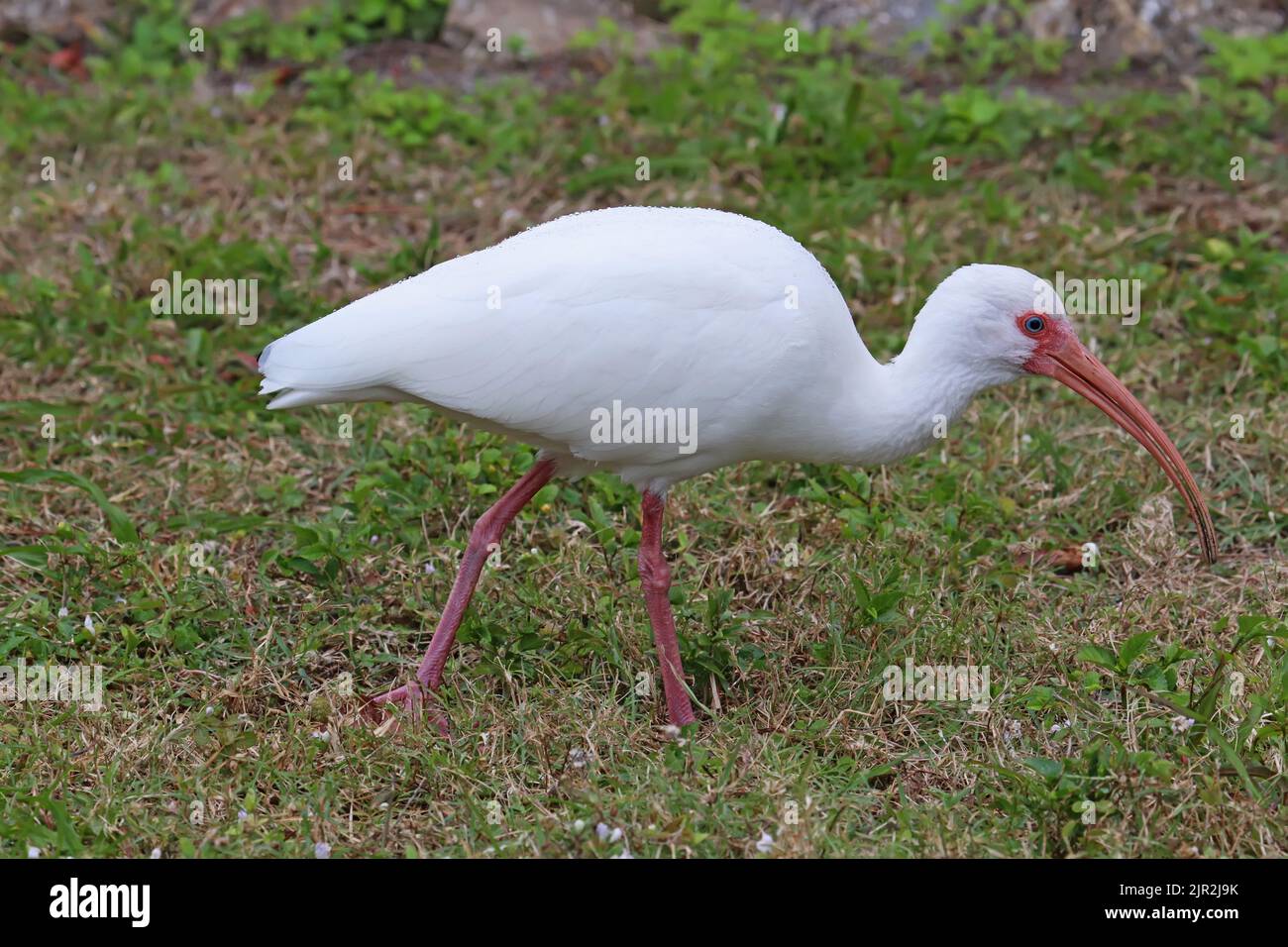 White ibis (Eudocimus albus) camina sobre hierba en la reserva Robinson en el noroeste de Bradenton, Florida Foto de stock