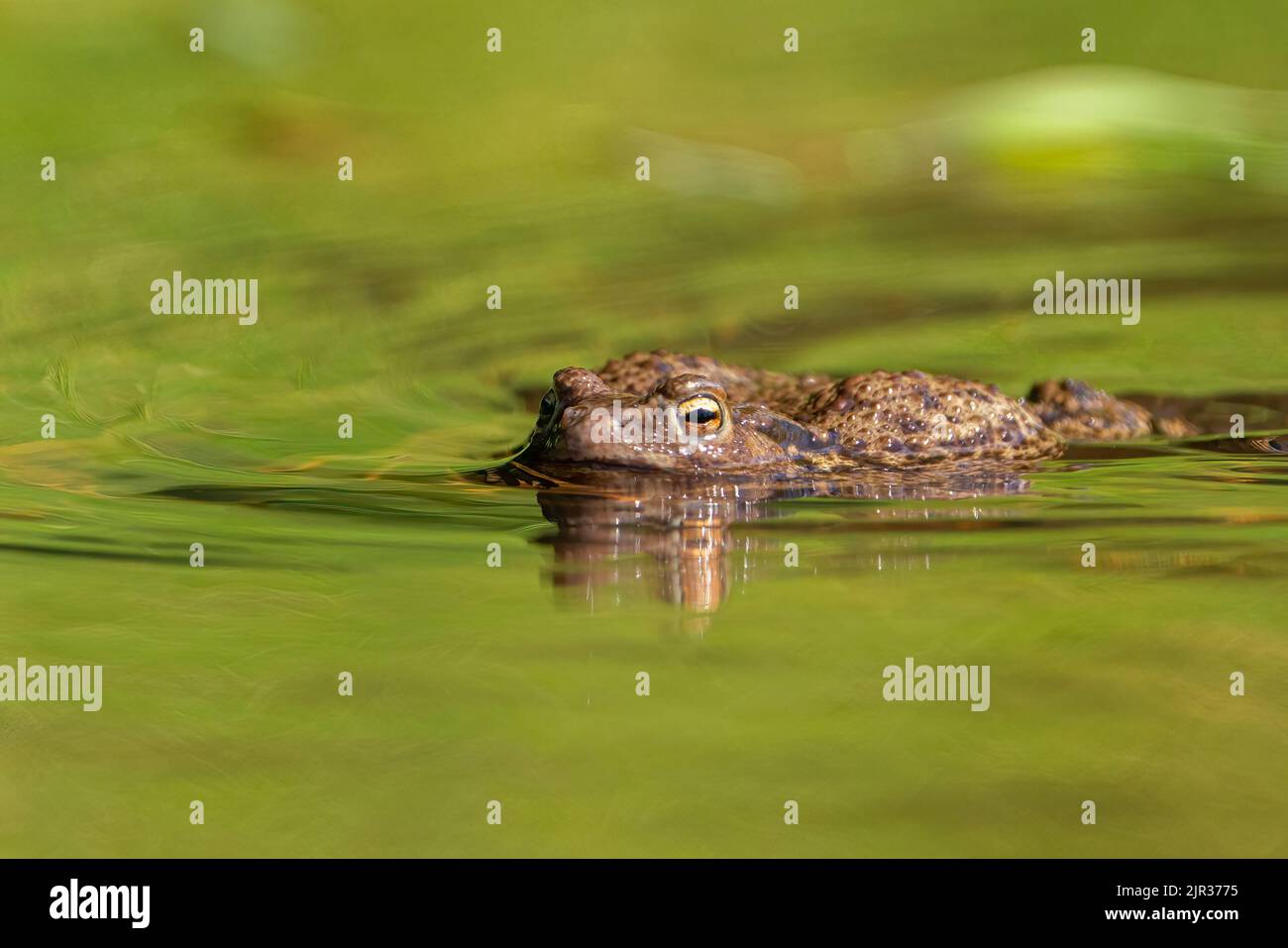 Solo cabeza de cocodrilo fotografías e imágenes de alta resolución - Alamy