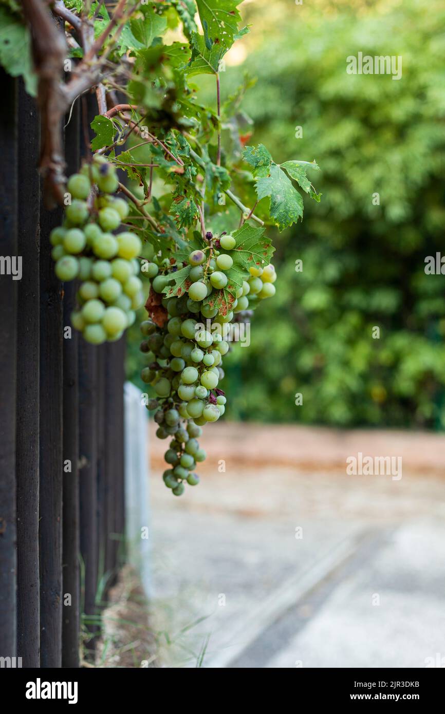 gran racimo de uvas verdes en un árbol de vid creciendo cerca de una