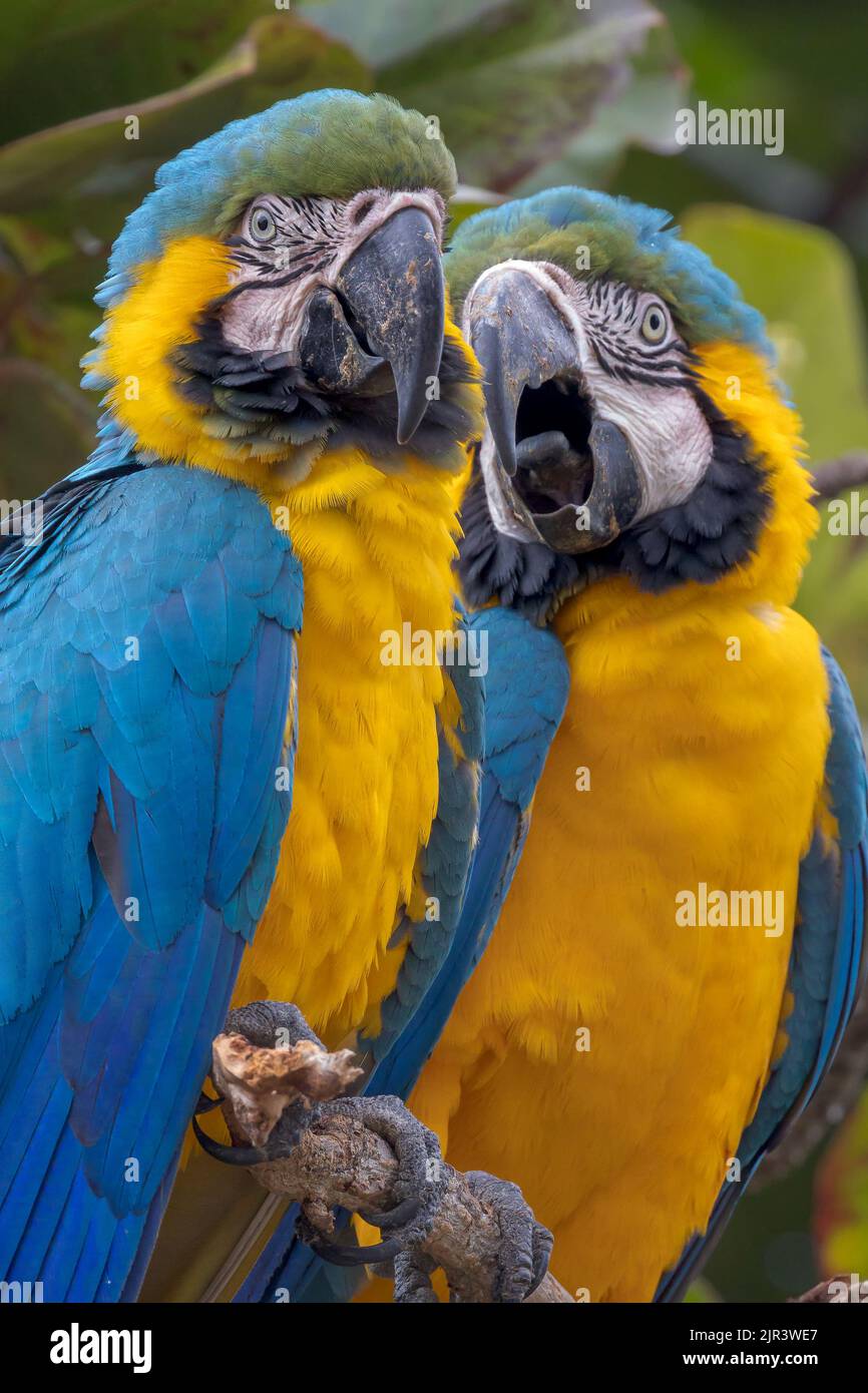 Dos guacamayos azules y amarillos posando en árbol en el Pantanal de Brasil. Foto de stock