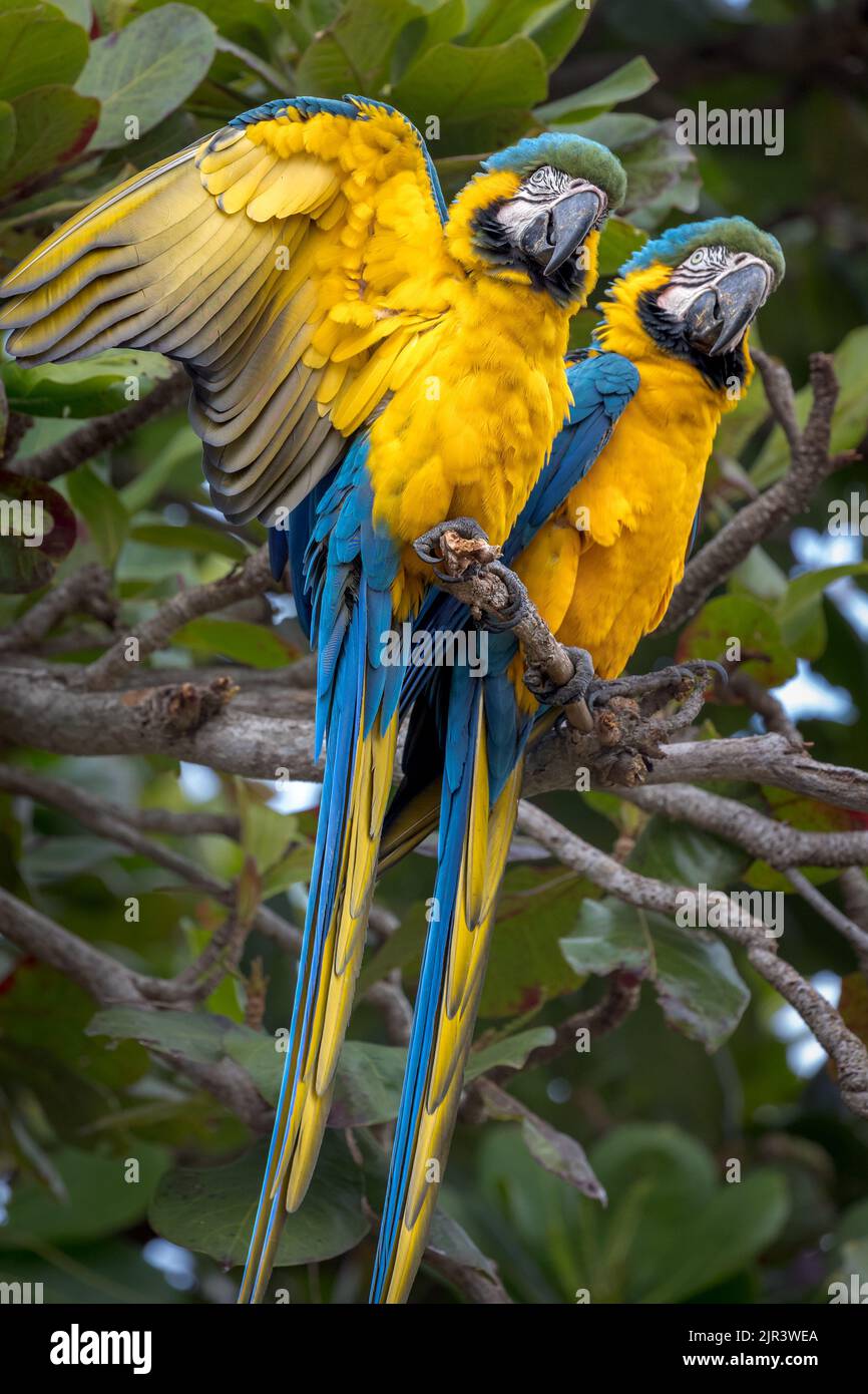 Dos guacamayos azules y amarillos posando en árbol en el Pantanal de Brasil. Foto de stock