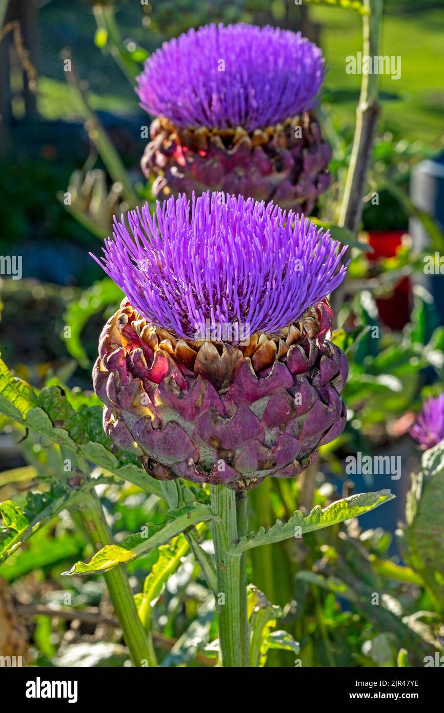 Globo alcachofas en flor mostrando su relación con el cardo de las tierras altas y el cardo mediterráneo Foto de stock