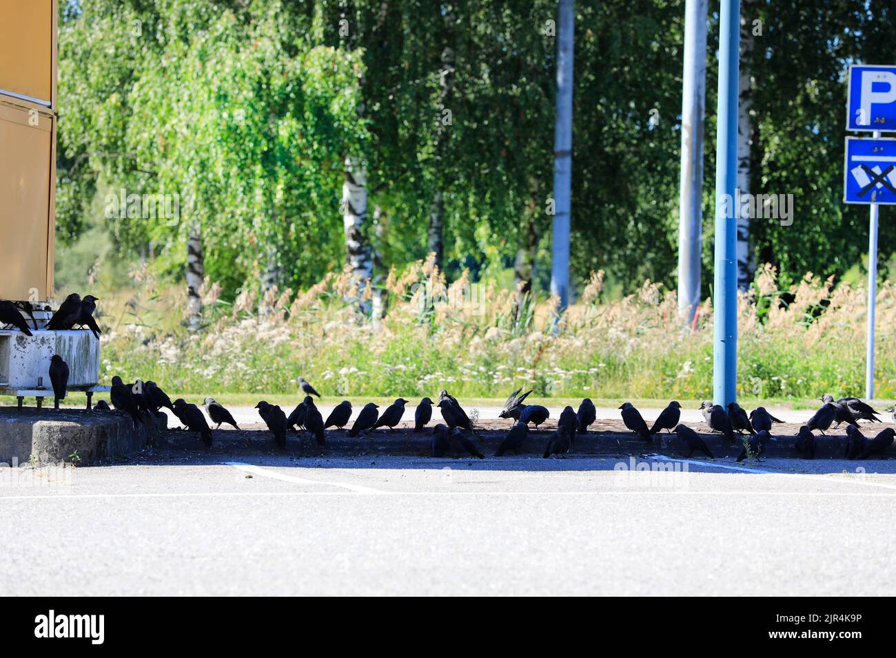 Los cabos occidentales inteligentes, Coloeus monedula, se reúnen a la sombra de un pilón para buscar refugio del sol en un día muy caluroso y soleado. Finlandia. Foto de stock