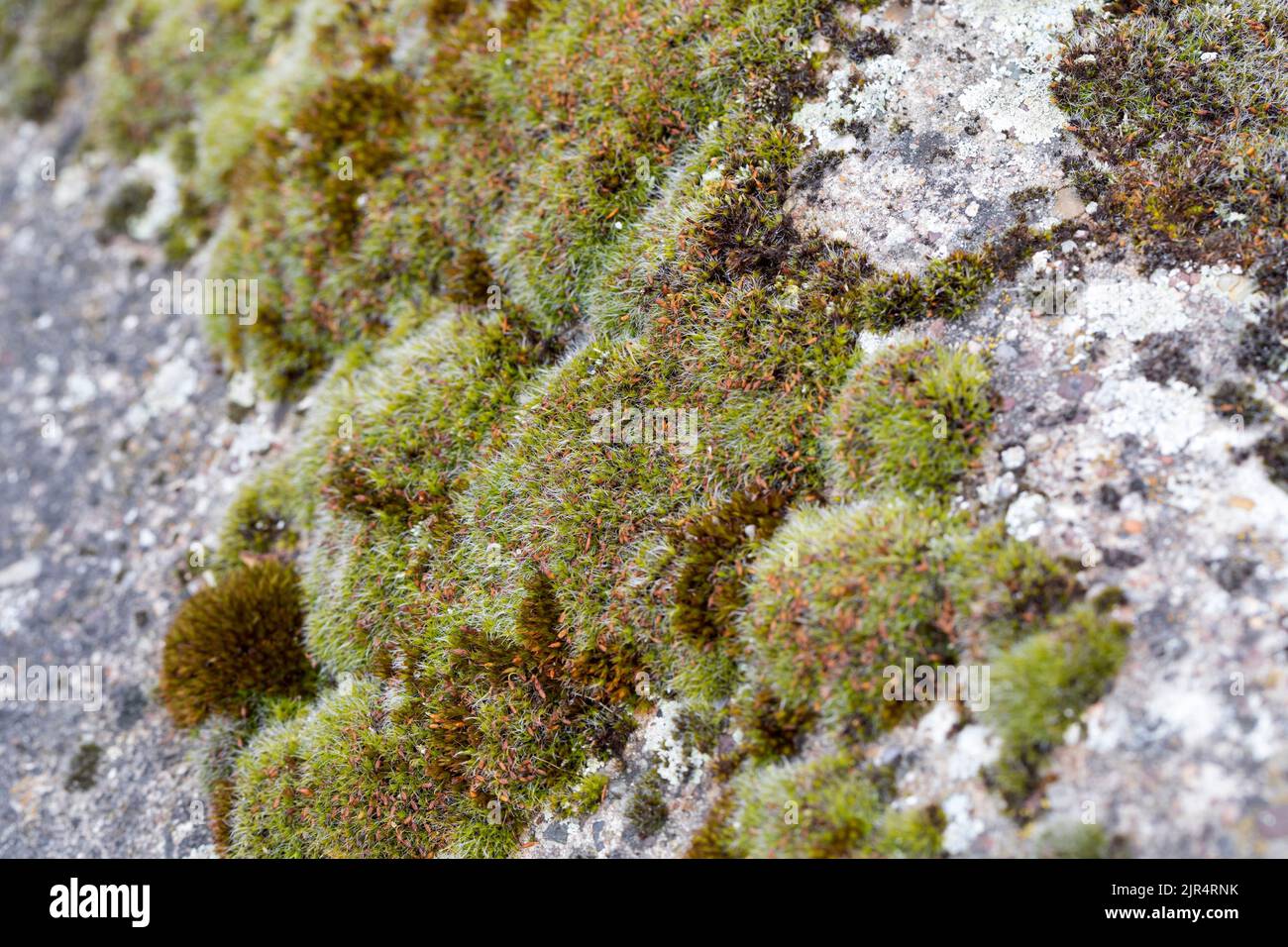 Musgo Cojín de Plata (Grimmia pulvinata), crece en una pared, Alemania Foto de stock