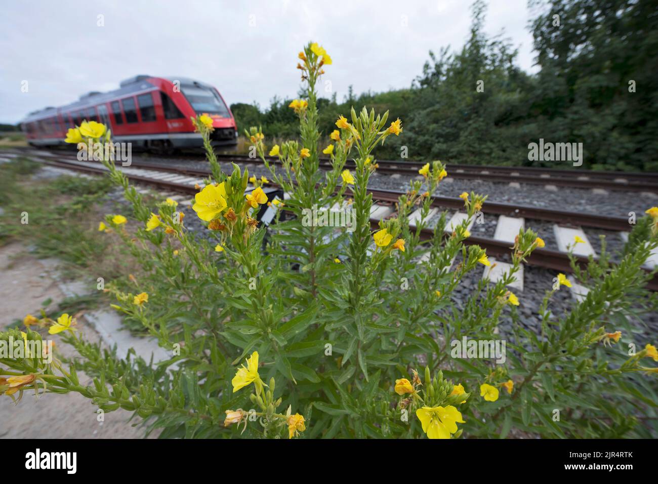 La onagra (Oenothera spec.), crece junto a una vía férrea, Alemania Foto de stock