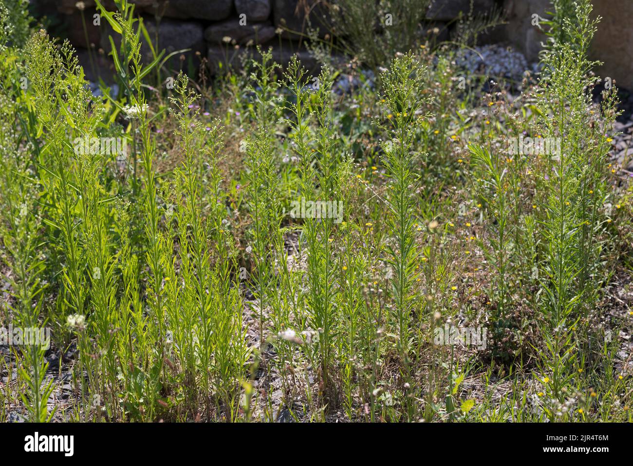 La hierba de caballo, fléabane canadiense (Conyza canadensis, Erigeron canadensis), crece en el campo de escombros, Alemania Foto de stock