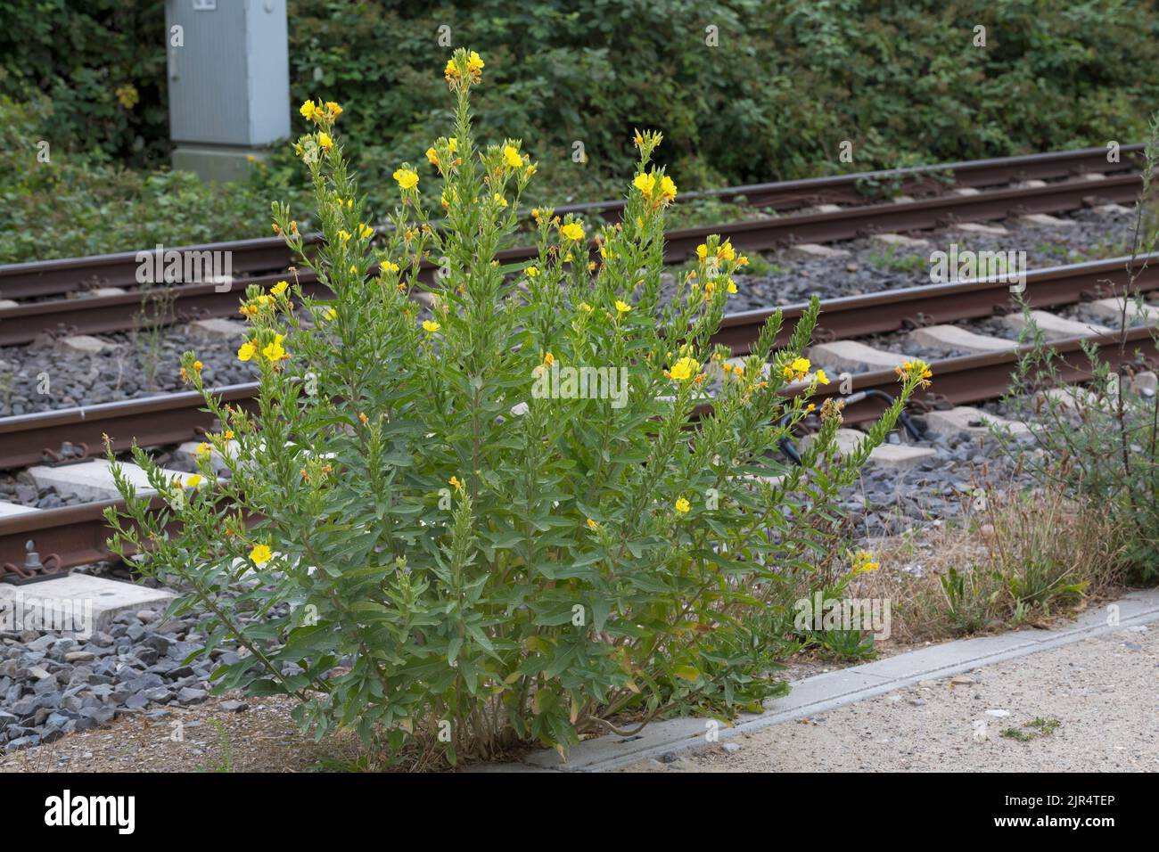 La onagra (Oenothera spec.), crece junto a una vía férrea, Alemania Foto de stock