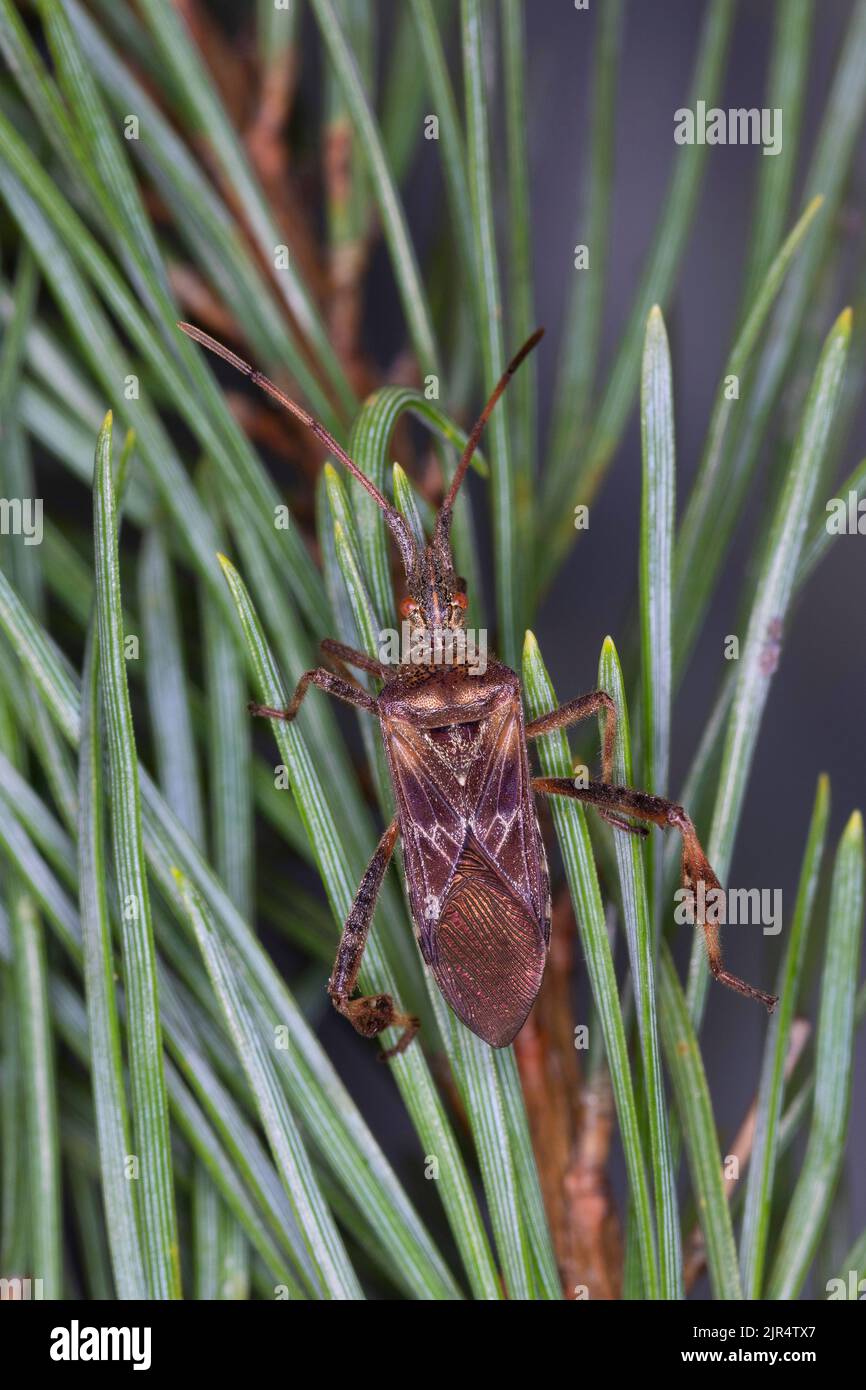 El insecto de semilla de coníferas occidental (Leptoglossus occidentalis), se asienta sobre una ramita de pino, Alemania Foto de stock
