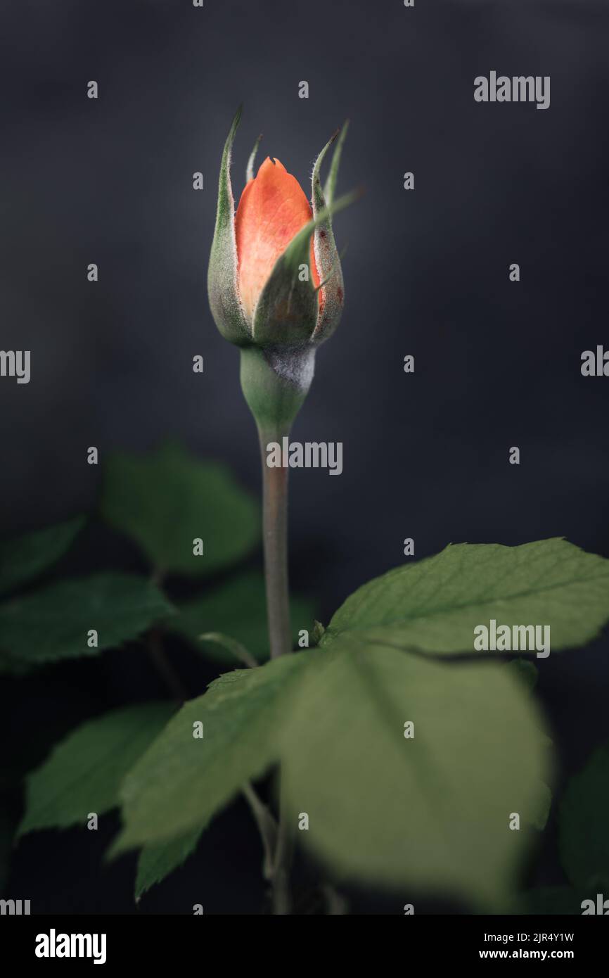 Capullo de rosa abierto fotografías e imágenes de alta resolución - Alamy