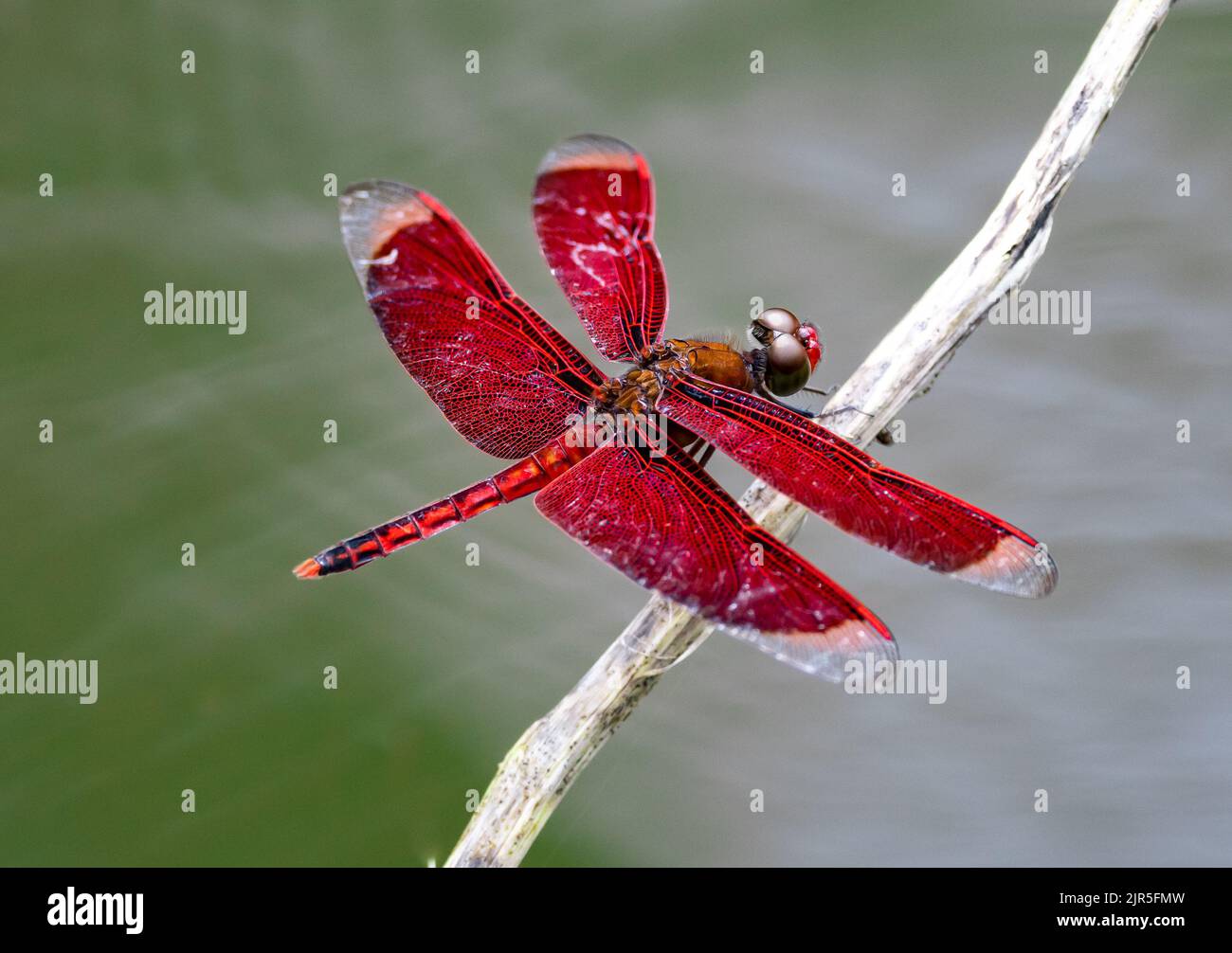 Una libélula roja de Grasshawk (Neurothemis fluctuans) encaramada en un palo. Halmahera, Indonesia. Foto de stock