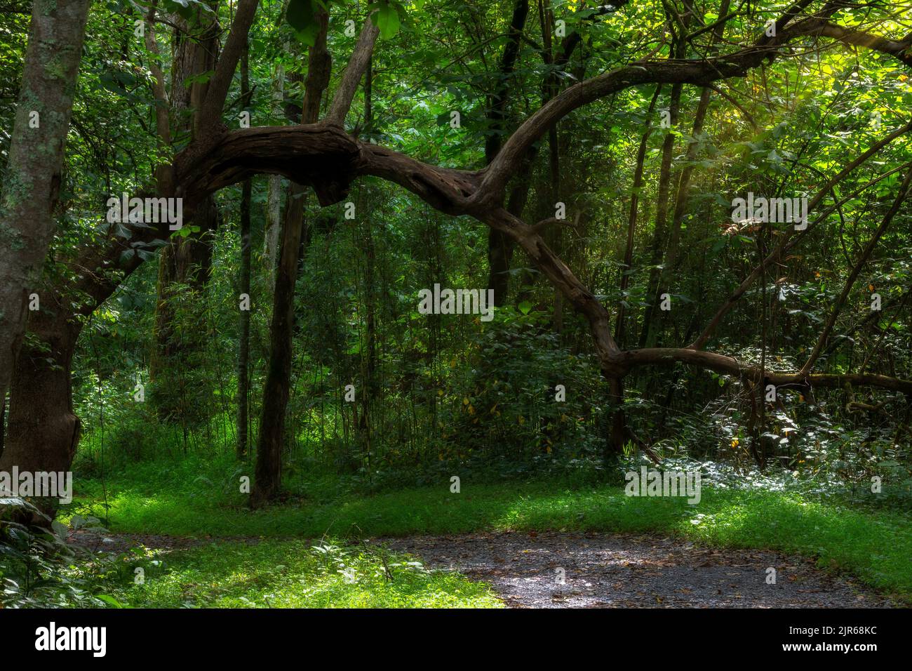 Una rama de árbol arquea sobre un camino de grava a lo largo del río South Holston en Bristol, Tennessee Foto de stock