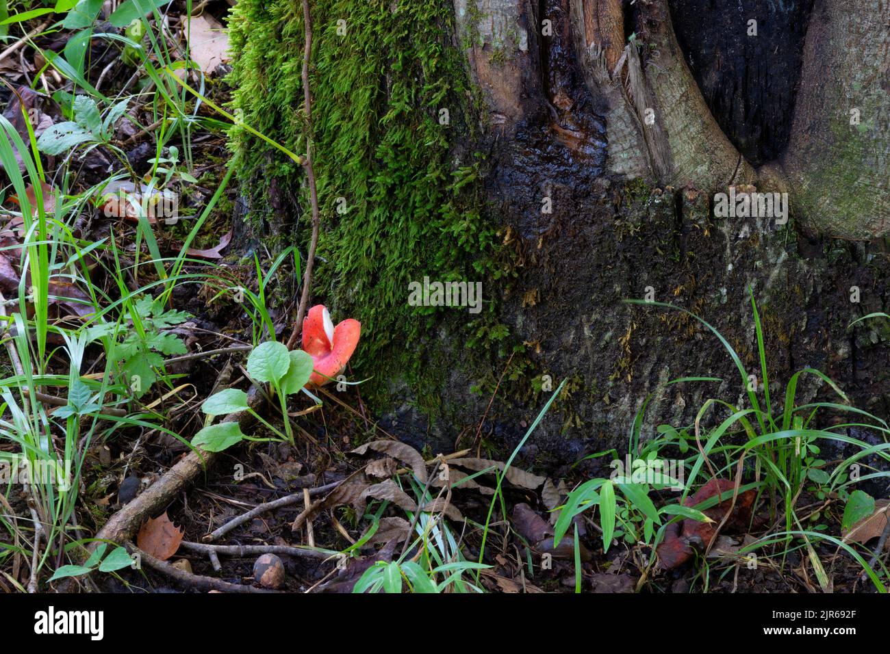 En la base de un árbol entre otras plantas crece un hongo rojo Russula Mushroom. En Tennessee Foto de stock