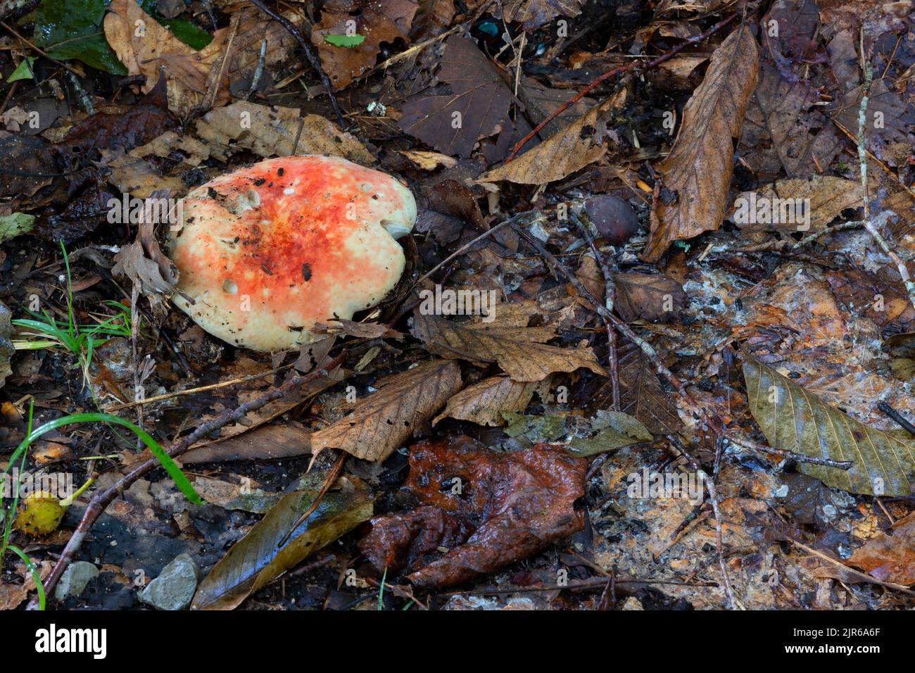 Un primer plano de un hongo que crece y se nutre de hojas en descomposición. Foto de stock