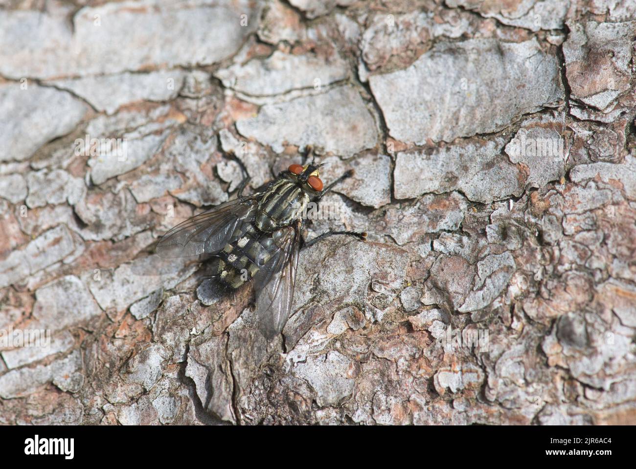 Phaonia viarum, una mosca de la familia Muscidae, a veces conocida como el Gran Bristleshin Foto de stock
