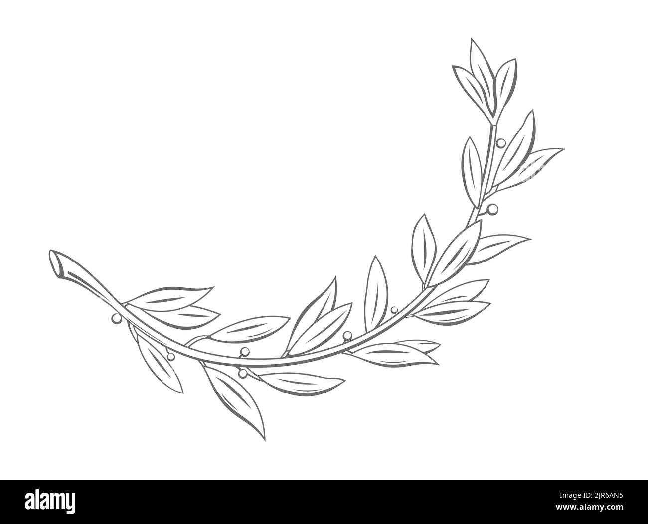 Laurel cherry Imágenes vectoriales de stock Alamy