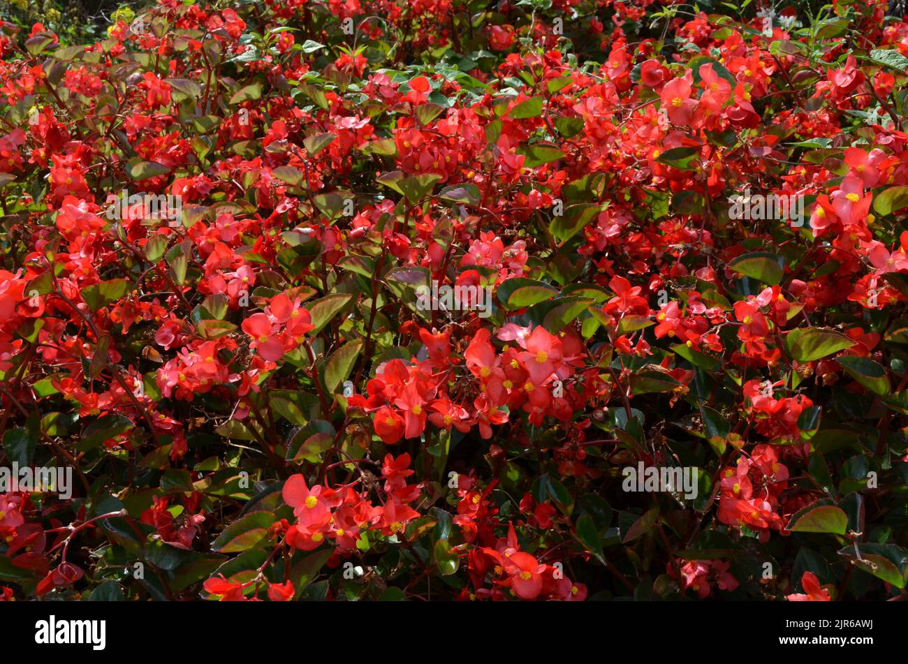 Jardín de olla de begonia fotografías e imágenes de alta resolución -  Página 4 - Alamy