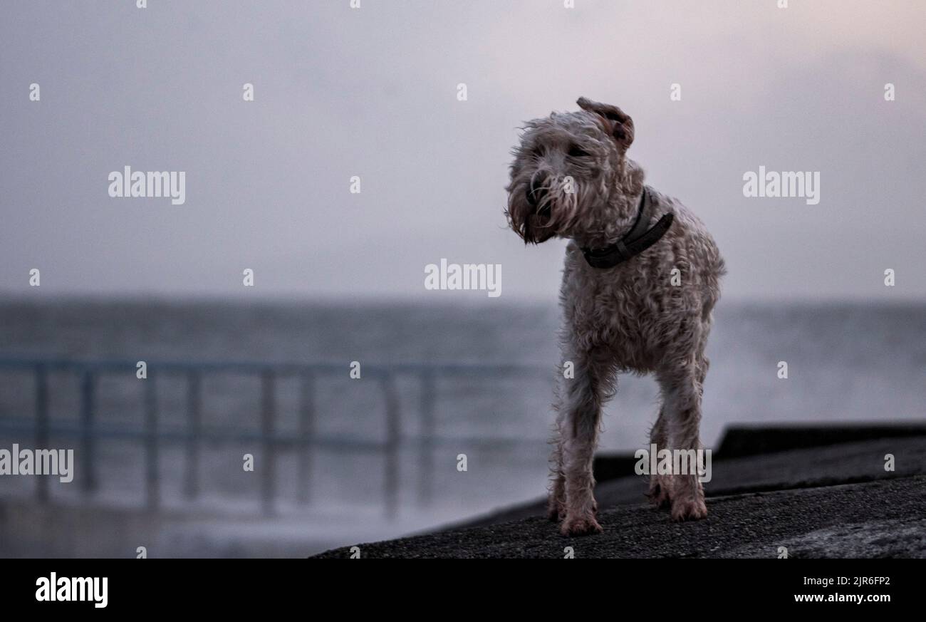 hay un terrier de trigo en miniatura