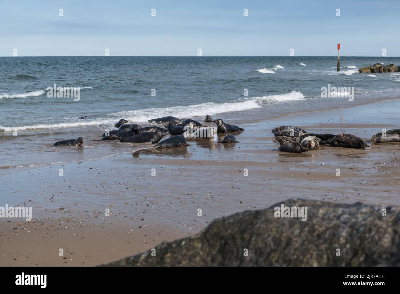 Grey Seals on Horsey Beach, Horsey Gap, Norfolk, Inglaterra, Reino Unido, Verano, 2022. Foto de stock