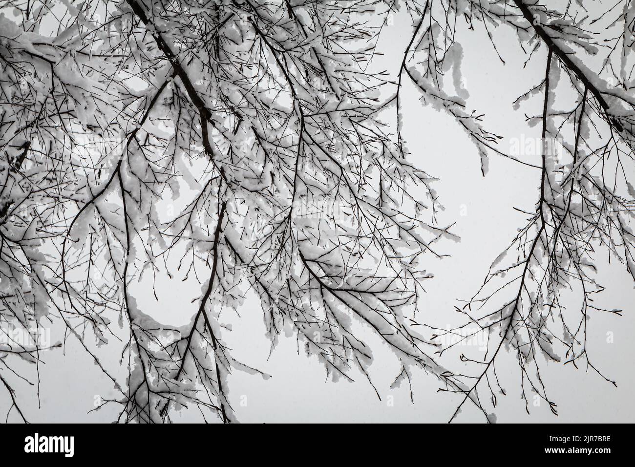 La nieve fresca se aferra a los miembros delgados de los árboles en la rara tormenta de nieve del metro de Atlanta. Foto de stock